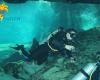 Diving_Cenote_027.jpg