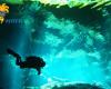 Diving_Cenote_045.jpg