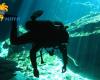 Diving_Cenote_074.jpg