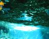 Diving_Cenote_085.jpg